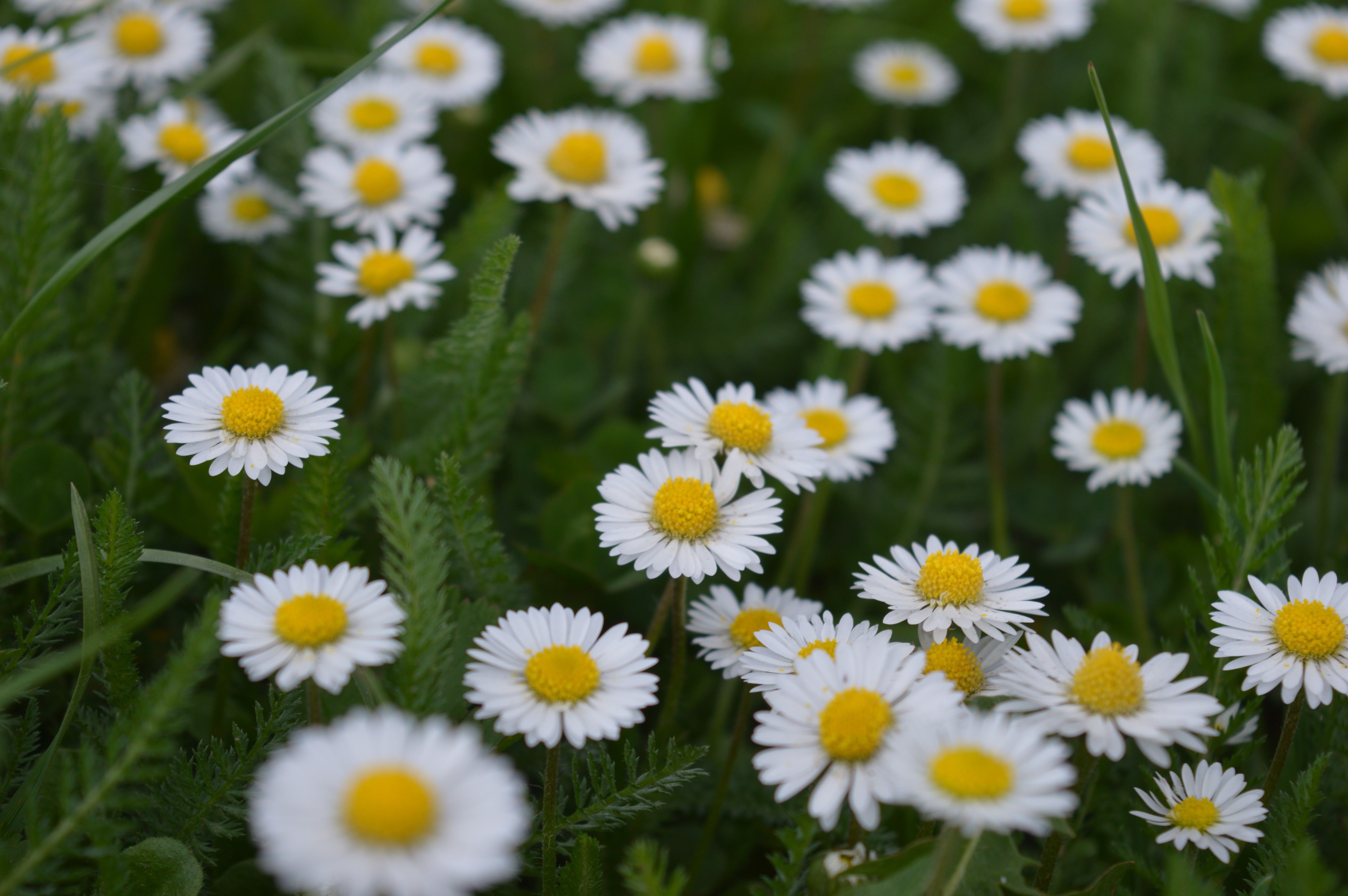 white Flowers, Nature, Flowers Wallpaper