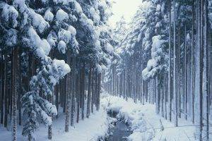 forest, Snow, River, Trees