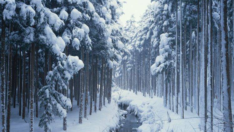 forest, Snow, River, Trees HD Wallpaper Desktop Background