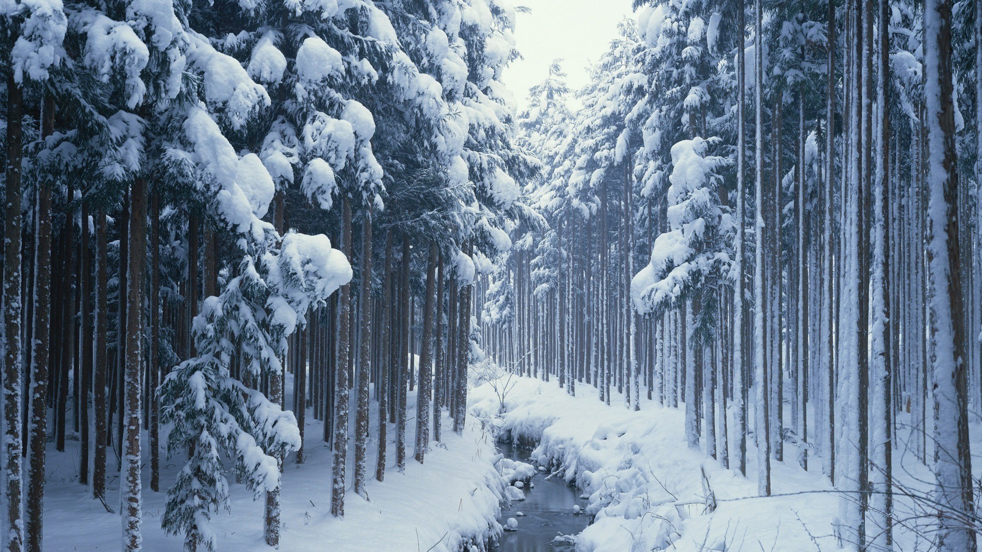 forest, Snow, River, Trees Wallpaper
