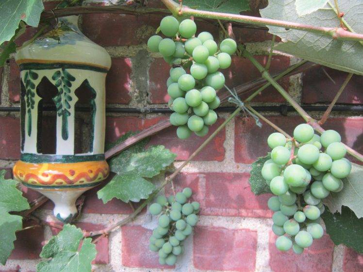nature, Green, Grapes, Bricks, Leaves, Lantern HD Wallpaper Desktop Background