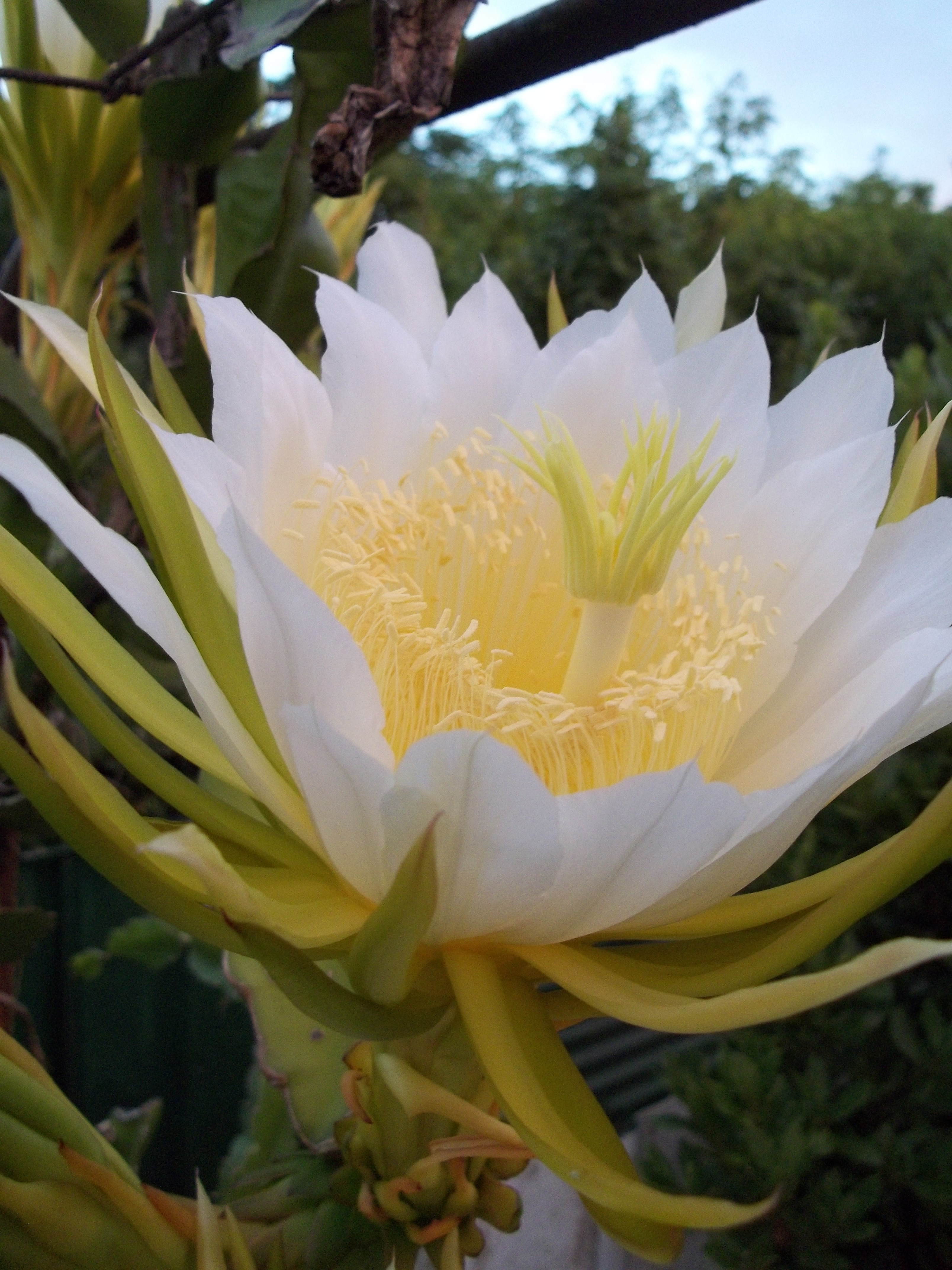 flowers, White Flowers, Nature Wallpaper