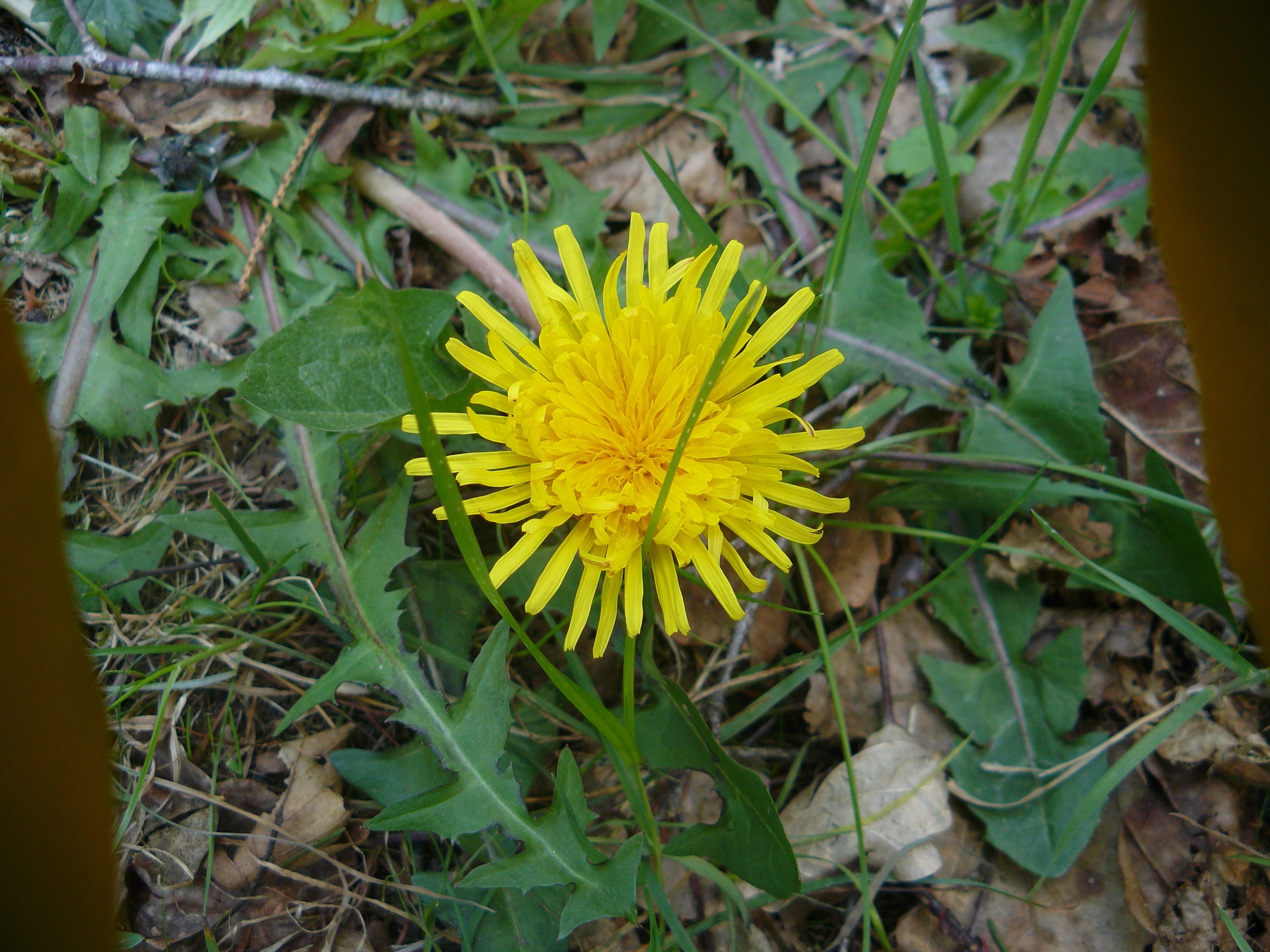 dandelion, Flowers, Yellow Flowers Wallpaper