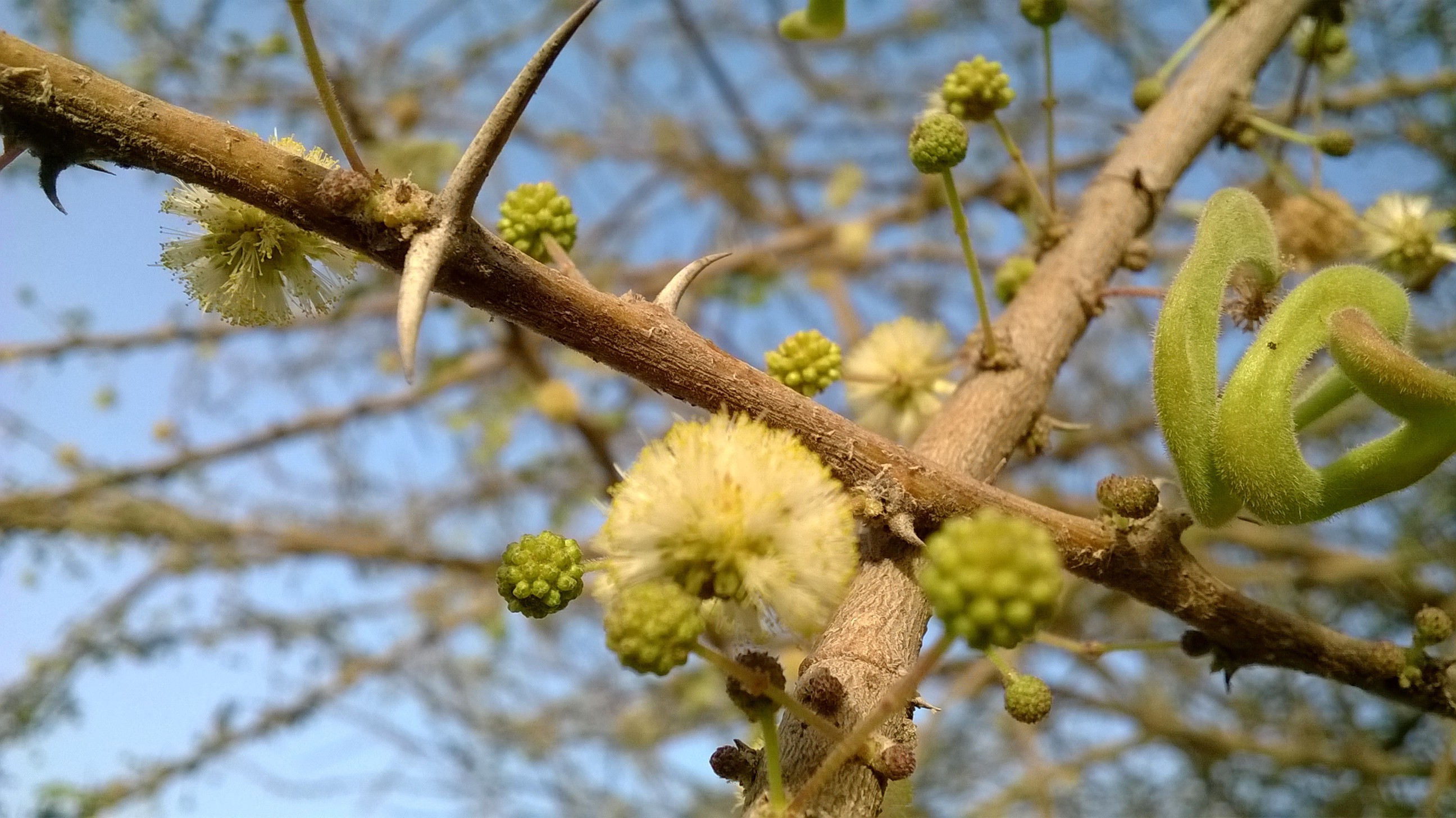 flowers, Nature Wallpaper