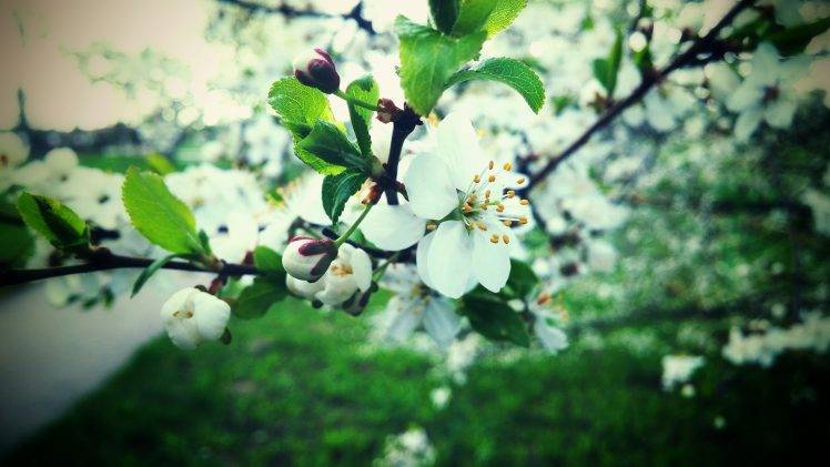 Lithuania, Spring, Nature, Petals, Trees HD Wallpaper Desktop Background