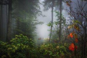 nature, Trees, Forest, Wood, Plants, Branch, Leaves, Mist, Sunlight, Fall