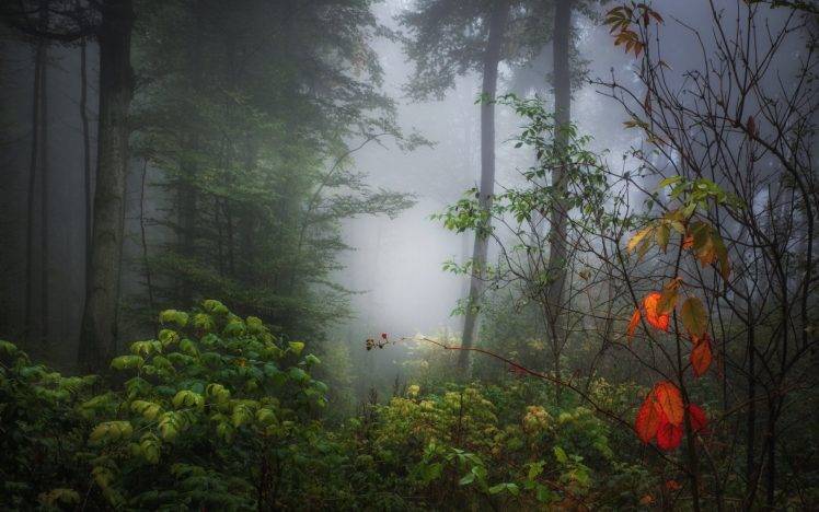 nature, Trees, Forest, Wood, Plants, Branch, Leaves, Mist, Sunlight, Fall HD Wallpaper Desktop Background