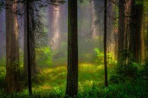 nature, Trees, Forest, Wood, Plants, Branch, Leaves, Mist, Sunlight, Grass