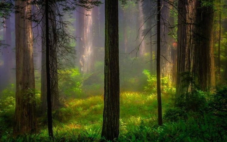 nature, Trees, Forest, Wood, Plants, Branch, Leaves, Mist, Sunlight, Grass HD Wallpaper Desktop Background