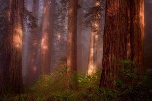 nature, Trees, Forest, Wood, Plants, Branch, Leaves, Mist, Sunlight