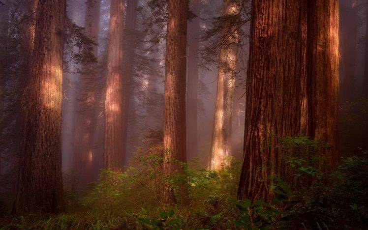 nature, Trees, Forest, Wood, Plants, Branch, Leaves, Mist, Sunlight HD Wallpaper Desktop Background