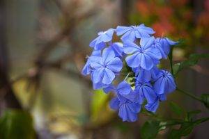 flowers, Nature, Blue Flowers, Macro