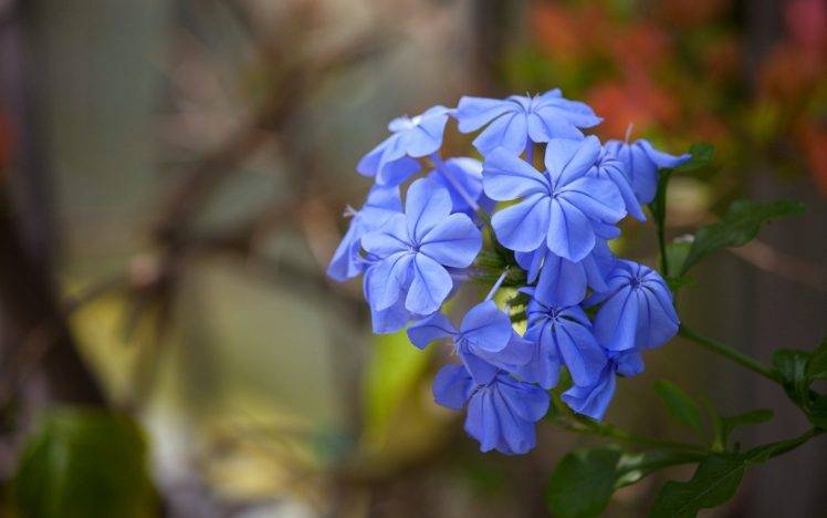 flowers, Nature, Blue Flowers, Macro HD Wallpaper Desktop Background
