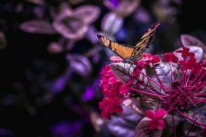 flowers, Nature, Butterfly