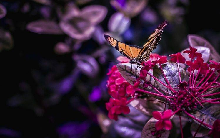 flowers, Nature, Butterfly HD Wallpaper Desktop Background