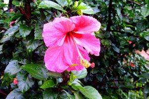 nature, Flowers, Hibiscus, Pink Flowers