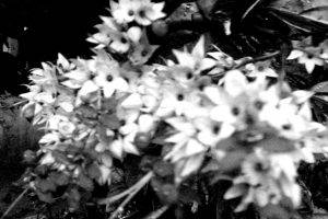 nature, Flowers, Monochrome