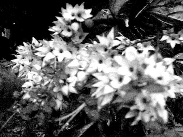 nature, Flowers, Monochrome HD Wallpaper Desktop Background