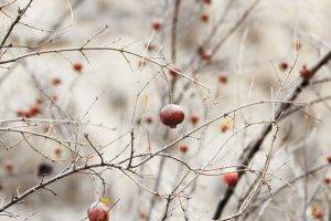 nature, Twigs, Depth Of Field, Minimalism, Pomegranate
