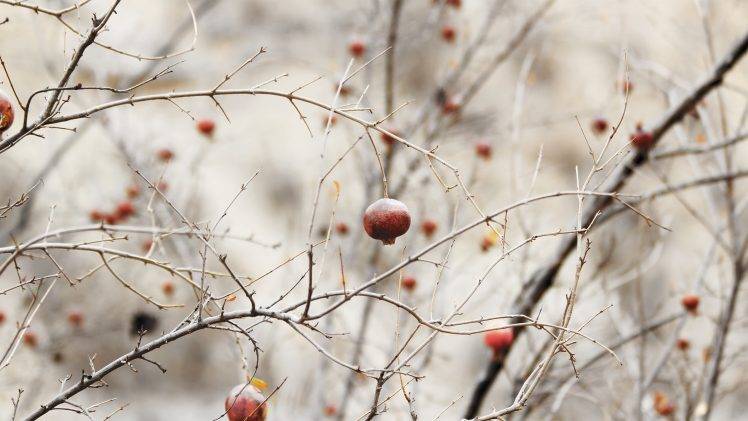 nature, Twigs, Depth Of Field, Minimalism, Pomegranate HD Wallpaper Desktop Background