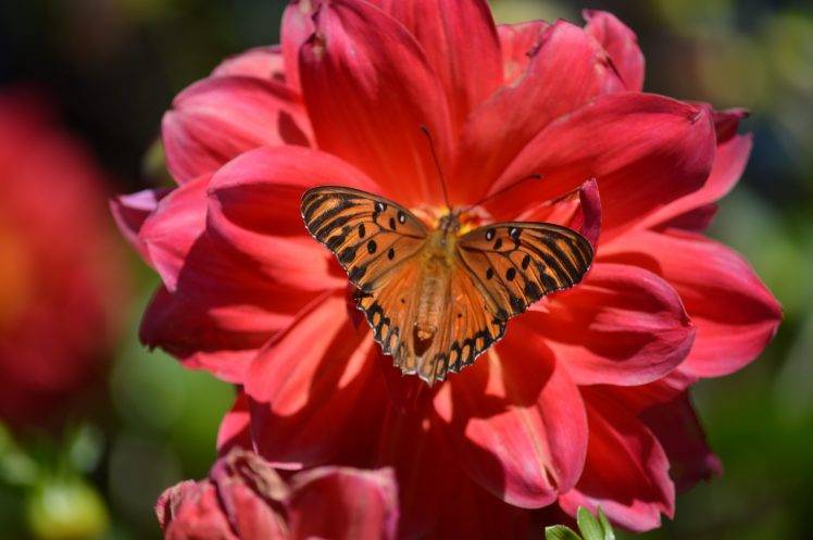 butterfly, Flowers, Nature HD Wallpaper Desktop Background