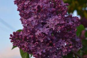 flowers, Violet, Lilac