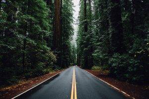 nature, Forest, Trees, Road
