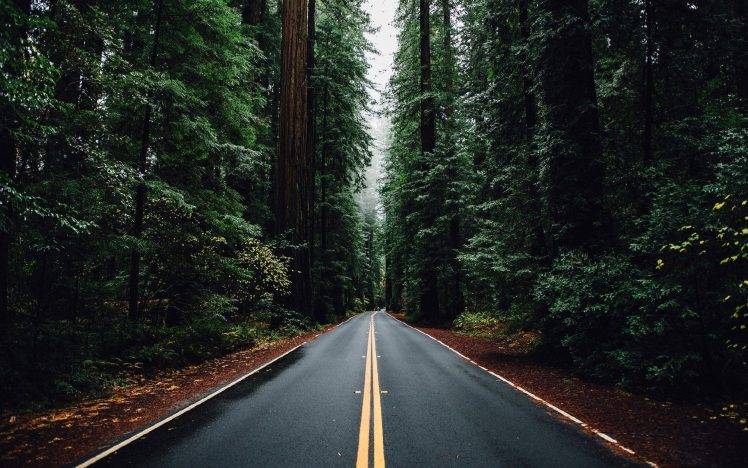 nature, Forest, Trees, Road HD Wallpaper Desktop Background
