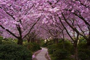 trees, Nature, Cherry Blossom, Path, Flowers