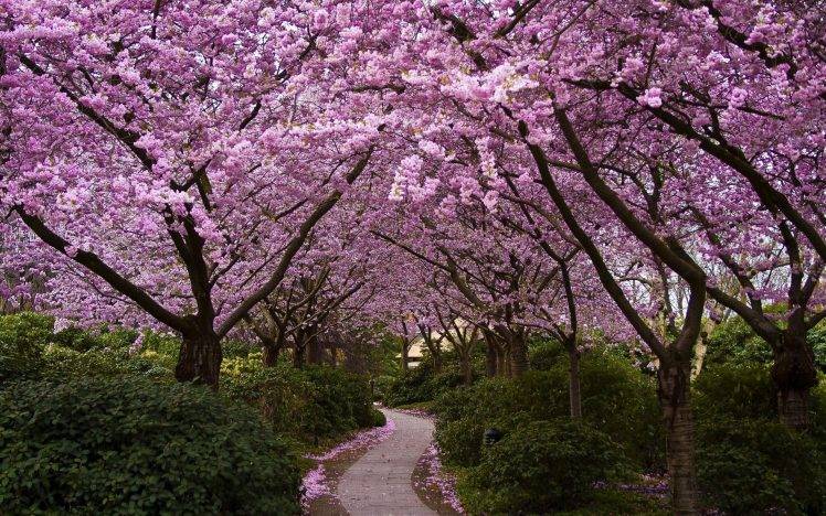 trees, Nature, Cherry Blossom, Path, Flowers HD Wallpaper Desktop Background