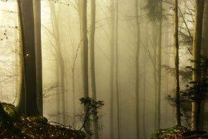 nature, Trees, Forest, Wood, Mist, Leaves, Plants, Branch, Moss