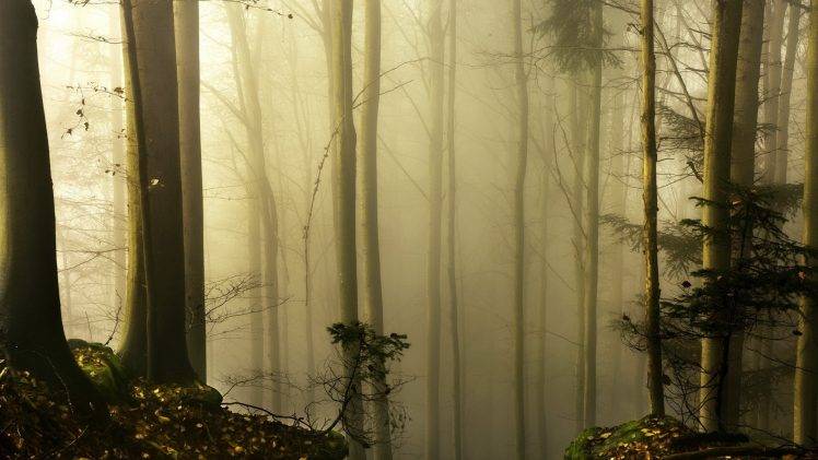 nature, Trees, Forest, Wood, Mist, Leaves, Plants, Branch, Moss HD Wallpaper Desktop Background