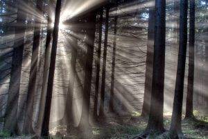 nature, Trees, Forest, Wood, Mist, Leaves, Plants, Branch, Sun Rays, HDR, Silhouette, Grass