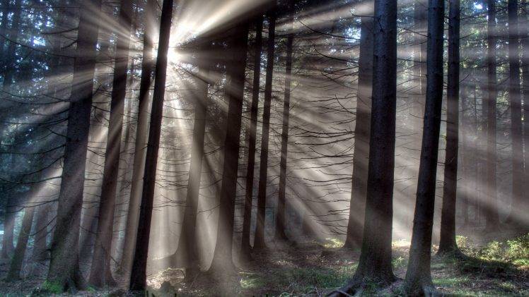 nature, Trees, Forest, Wood, Mist, Leaves, Plants, Branch, Sun Rays, HDR, Silhouette, Grass HD Wallpaper Desktop Background