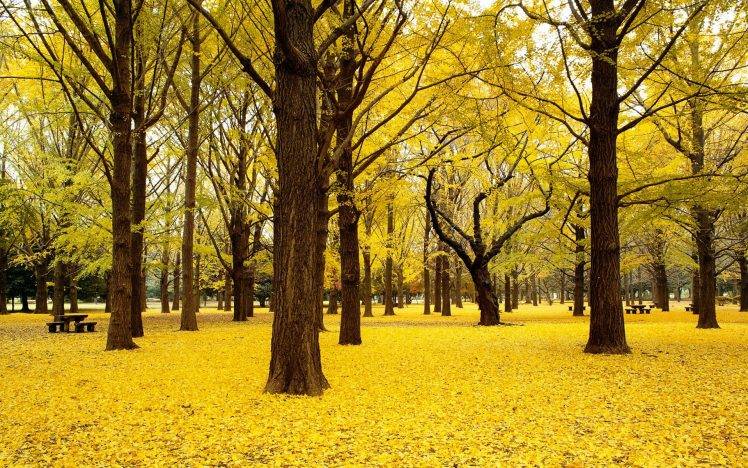 nature, Fall, Trees, Natural Lighting HD Wallpaper Desktop Background