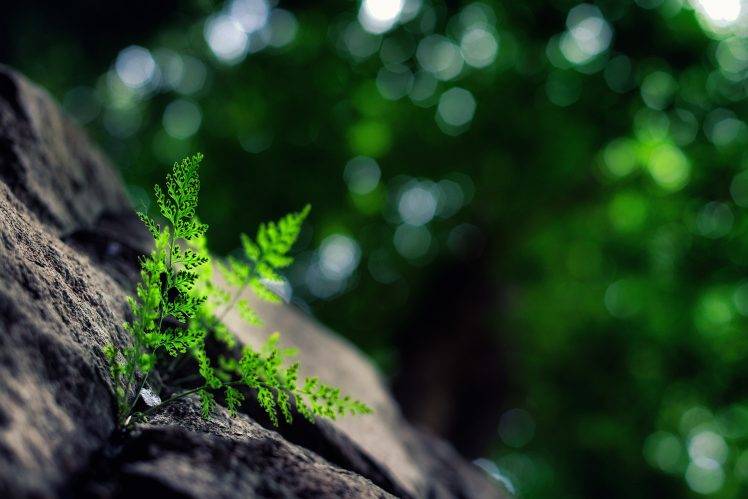 macro, Nature, Plants, Bokeh HD Wallpaper Desktop Background