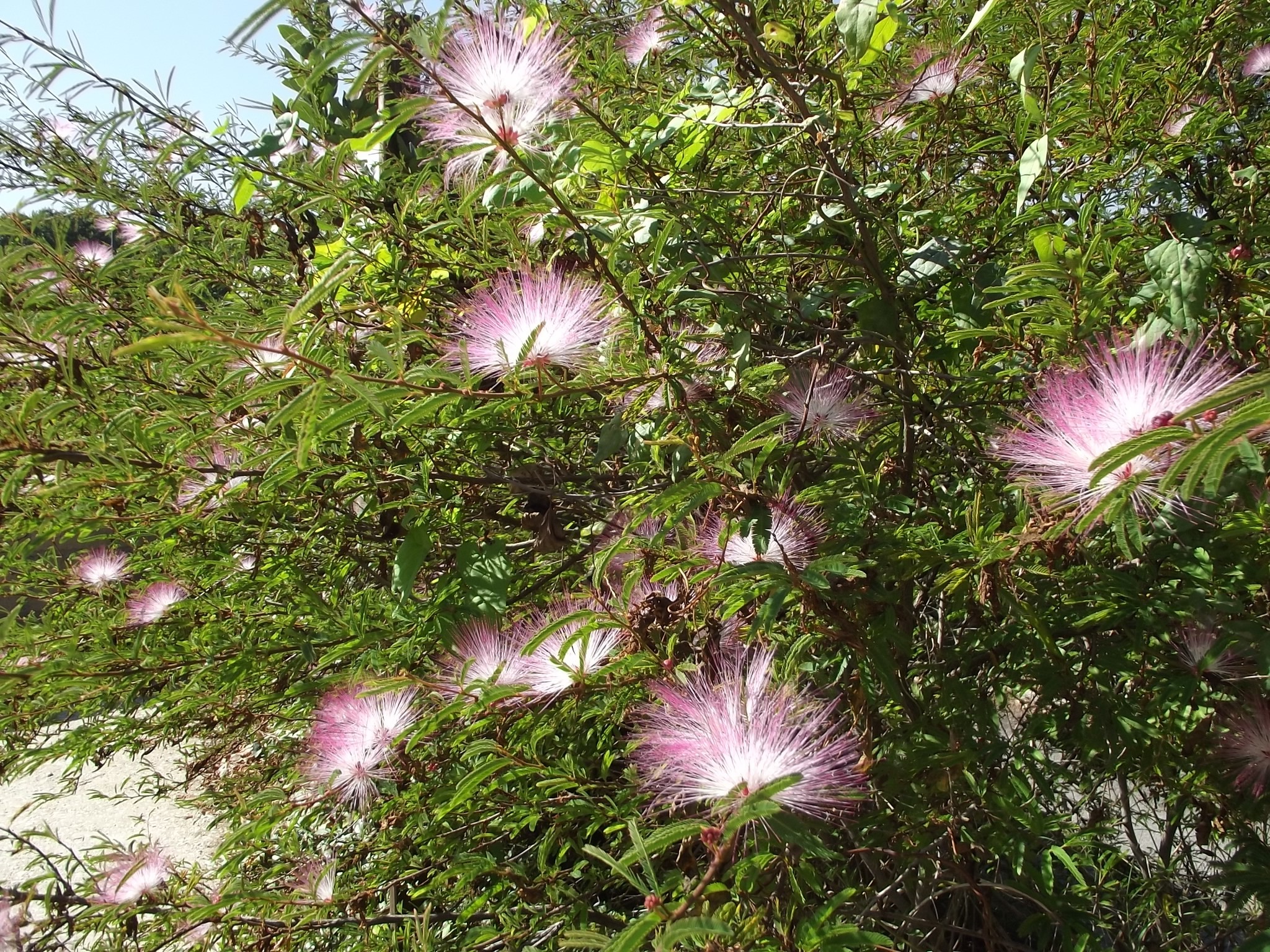 Rome, Italy, Nature, Flowers, Calliandra Wallpaper