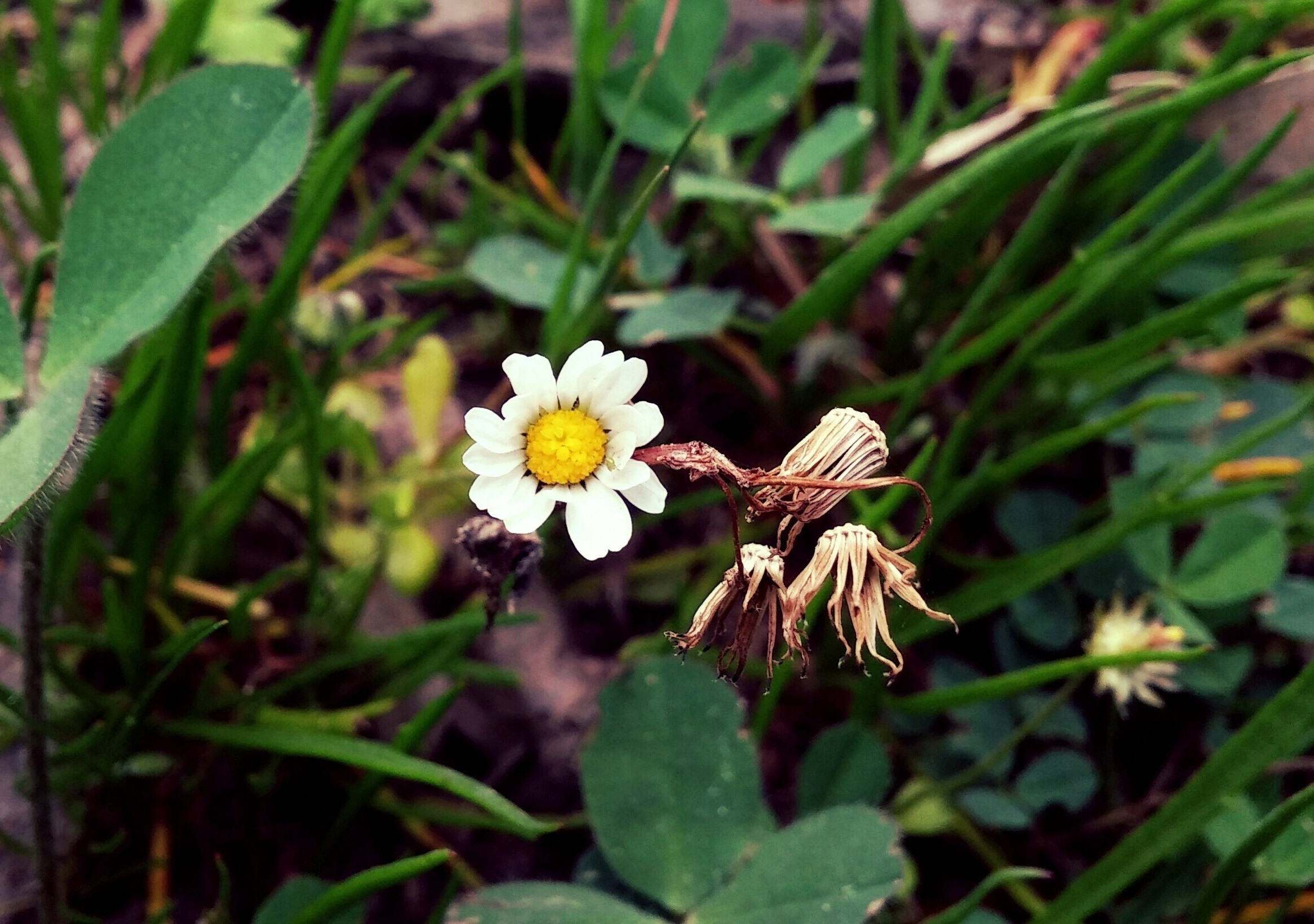 flowers, Daisies, Chamomile, Alone Wallpaper