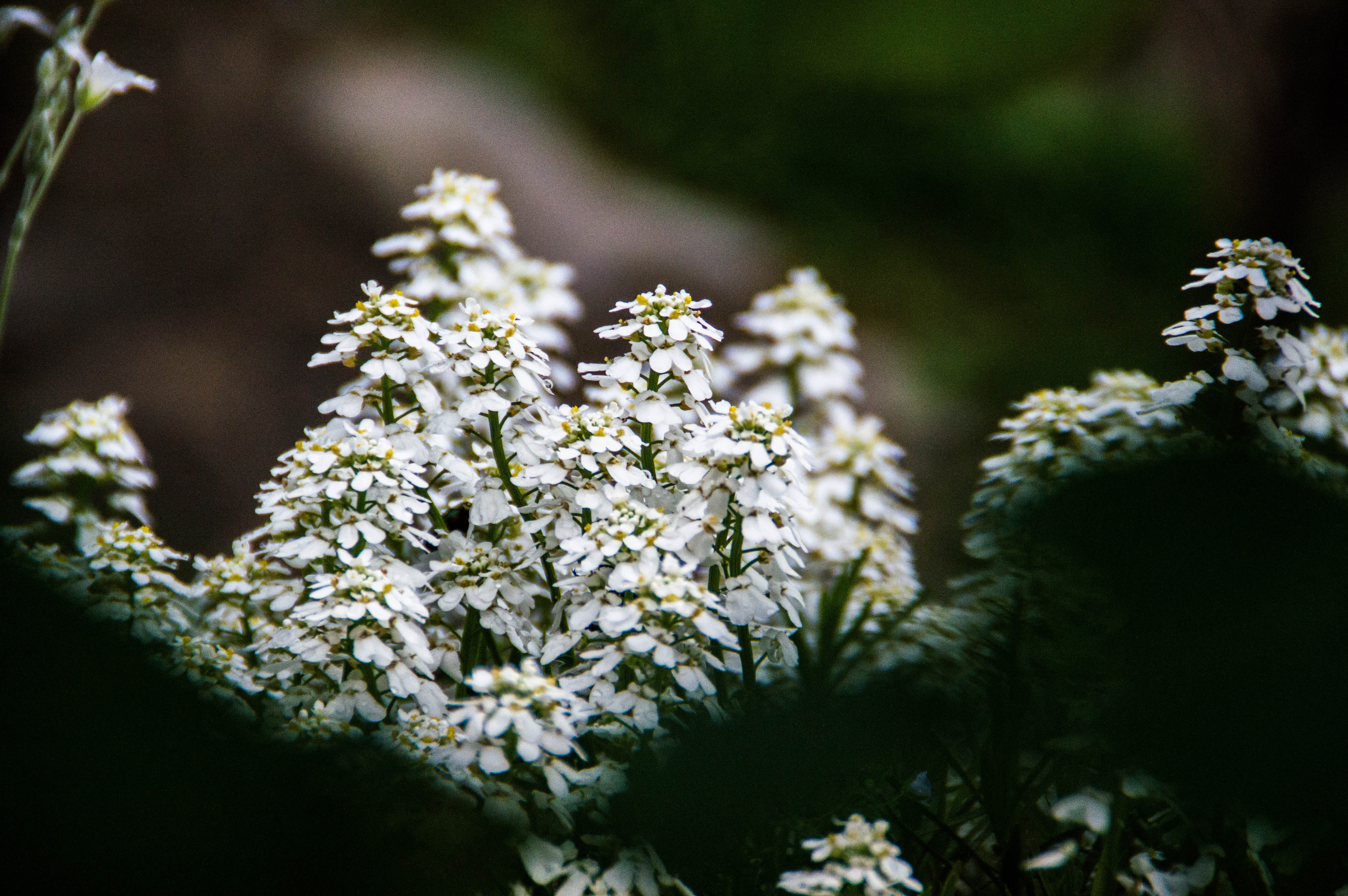 nature, Flowers, White Flowers Wallpaper