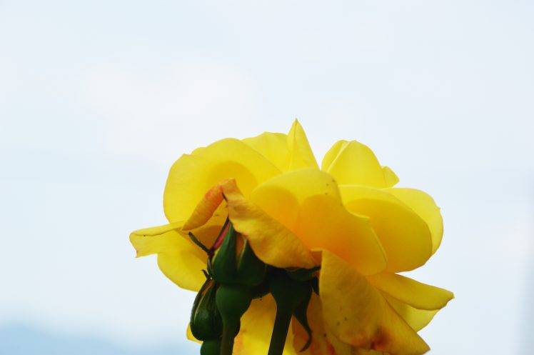 nature, Yellow Flowers, Flowers HD Wallpaper Desktop Background
