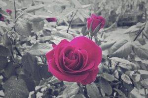rose, Nature, Photography