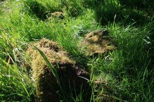 moss, Nature, Scotland, UK