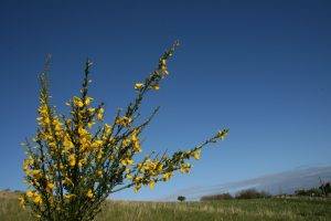 moss, Nature, Scotland, Yellow Flowers, UK
