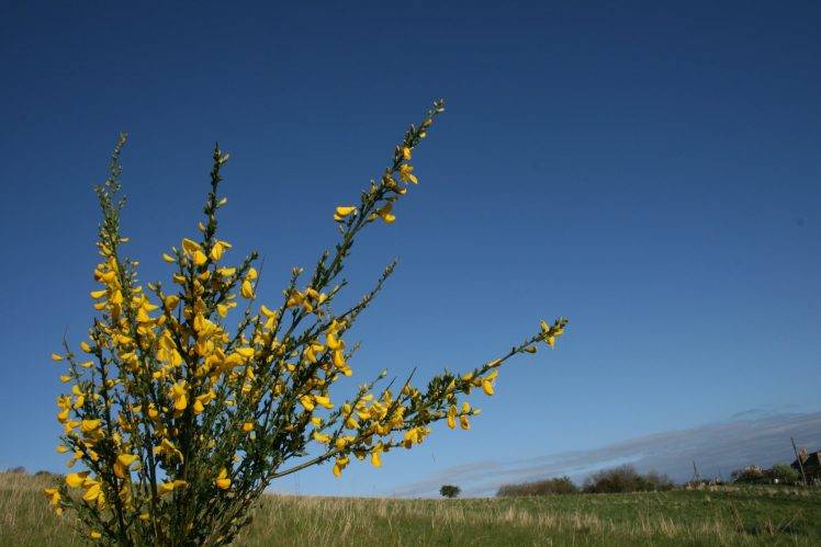 moss, Nature, Scotland, Yellow Flowers, UK HD Wallpaper Desktop Background