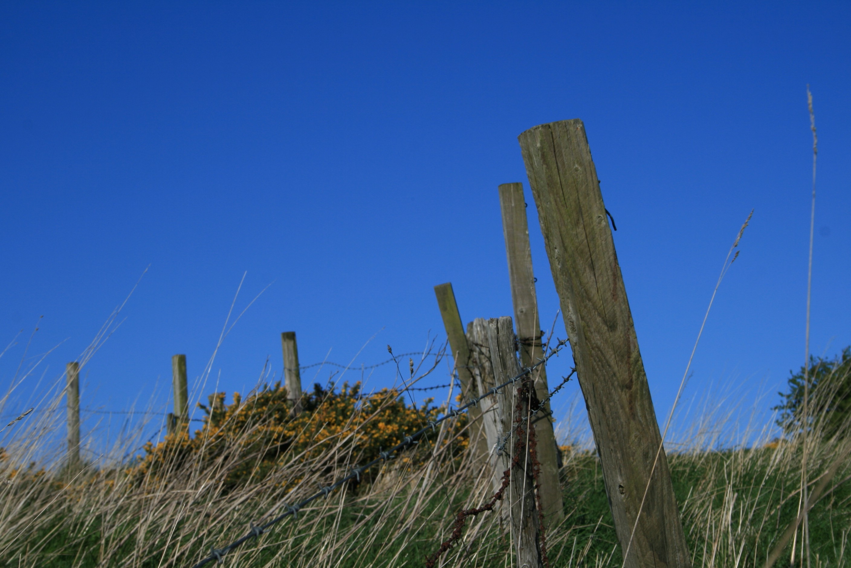 moss, Nature, Scotland, UK, Fence, Barbed Wire Wallpaper