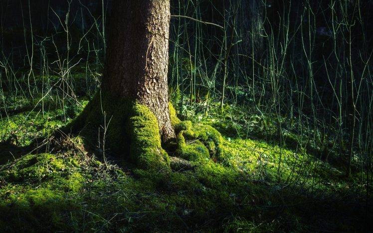 nature, Trees, Grass HD Wallpaper Desktop Background