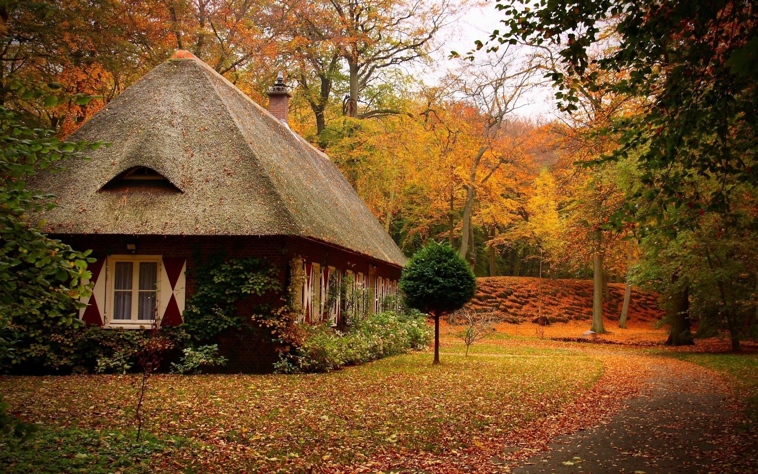 cabin, Forest, Nature Wallpaper