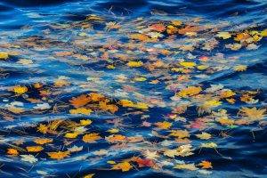 leaves, Nature, Water