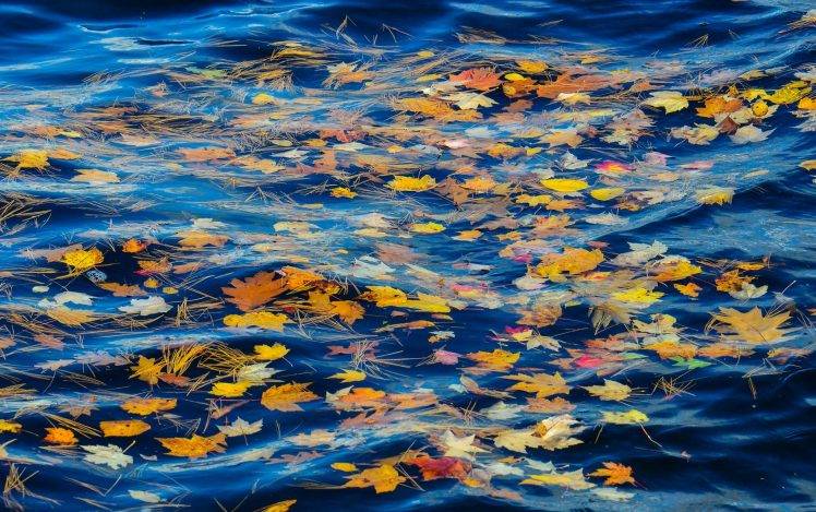 leaves, Nature, Water HD Wallpaper Desktop Background