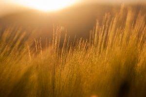 nature, Filter, Photography, Field, Sun Rays, Barley, Yellow, Orange